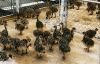 Ostrich-eggs-and-young-chicks-For-Sale