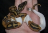 1-1-albino-and-piebald-ball-pythons-for-adoptions